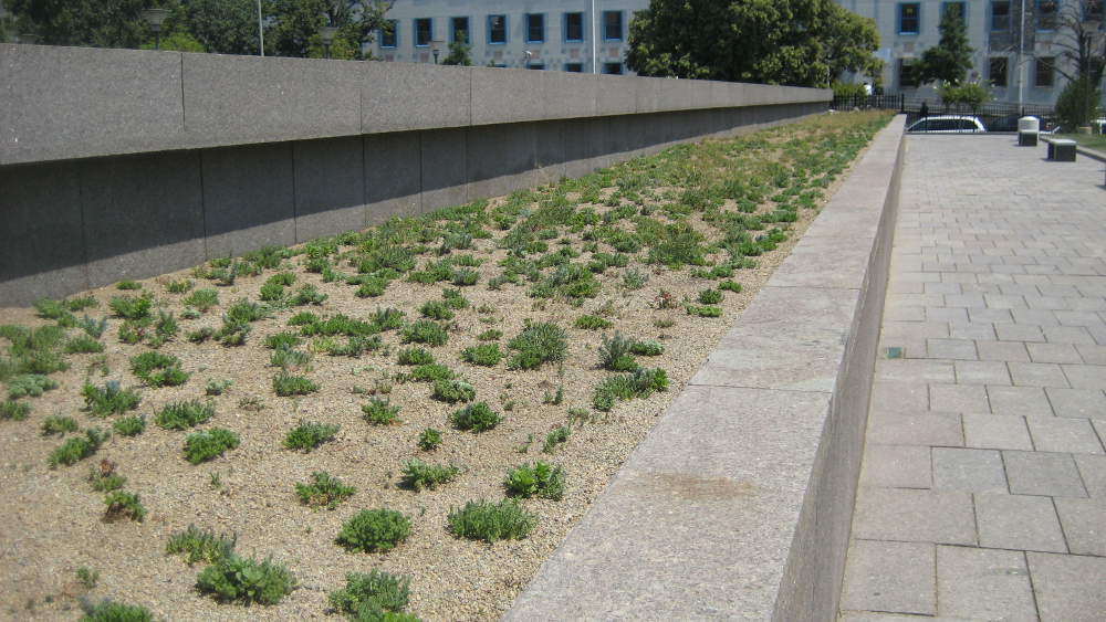 U.S. Tax Court Green Roof Before